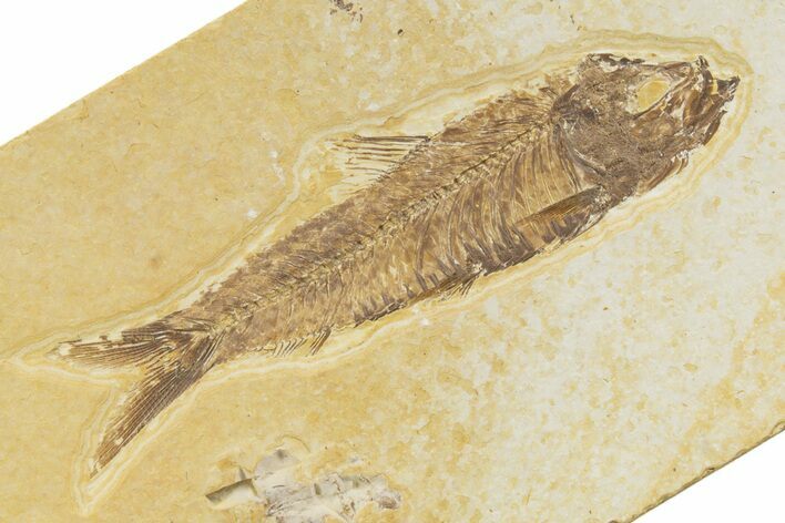 Detailed Fossil Fish (Knightia) - Wyoming #345366